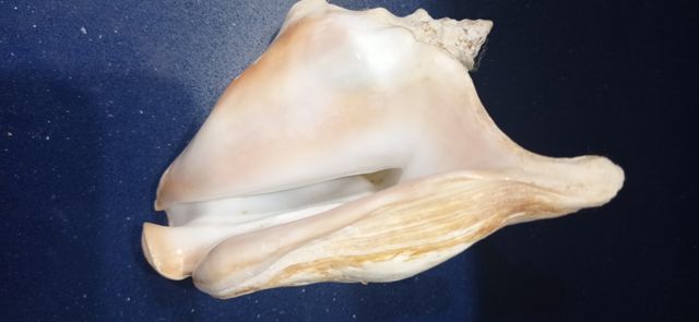 Conchas marinas y erizo de mar