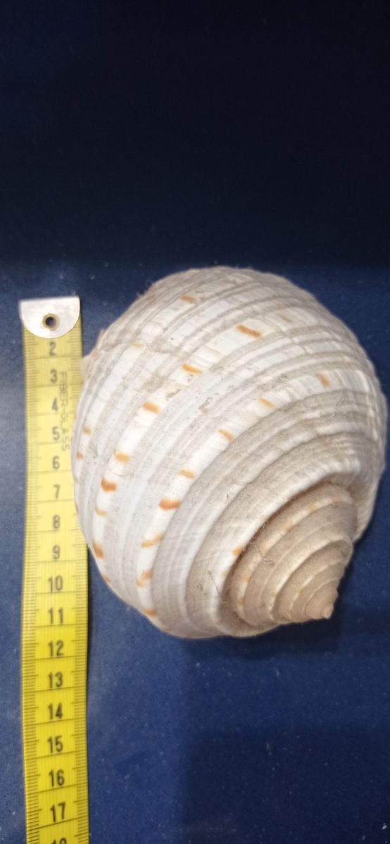 Conchas marinas y erizo de mar