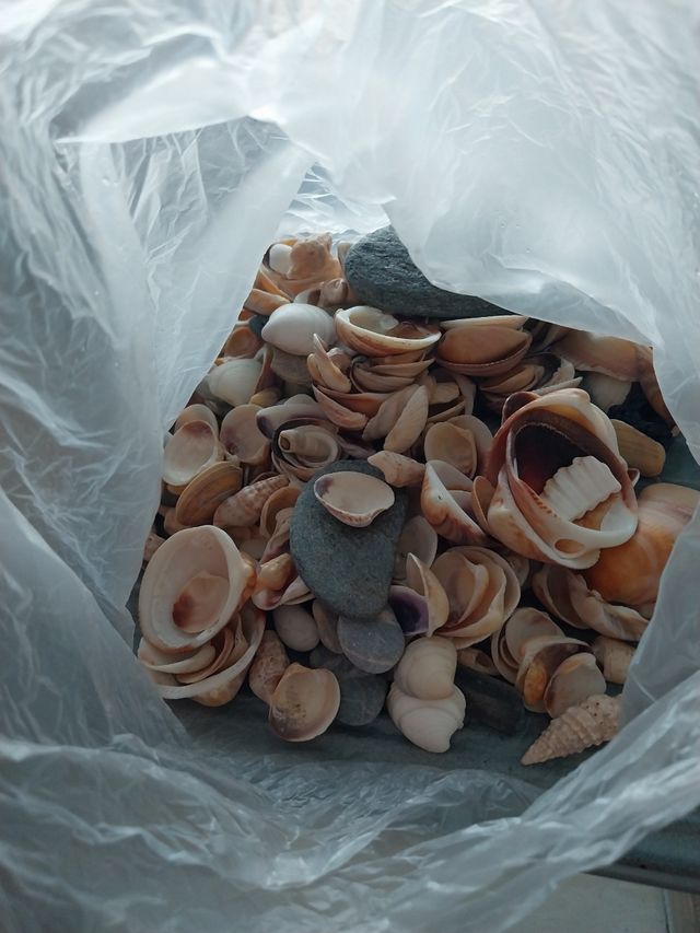 Conchas de playa