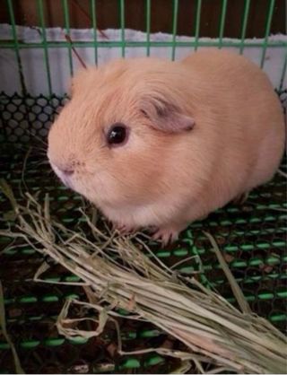 Cuidadora de Mascotas