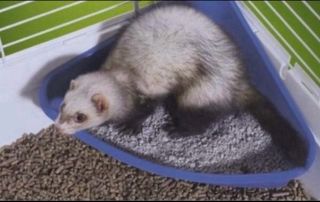 Cuidadora de Mascotas