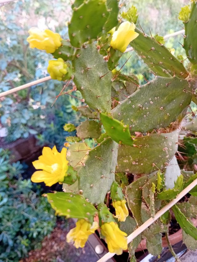 Talee radicanti o radicate