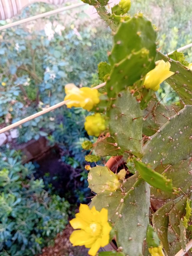 Talee radicanti o radicate