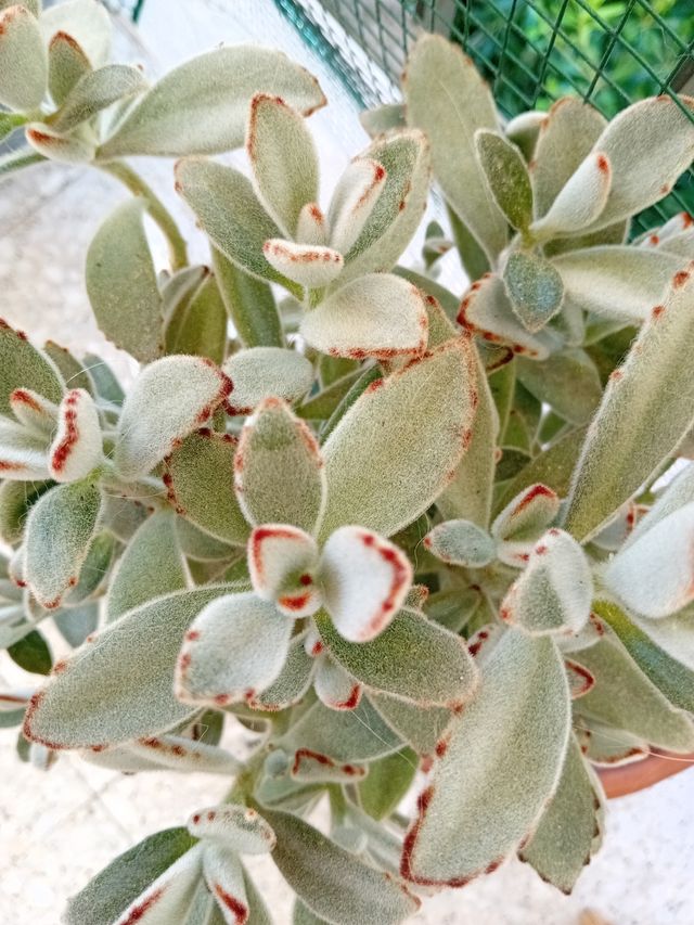 Talee radicanti o radicate