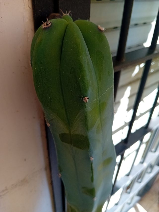 Talee radicanti o radicate