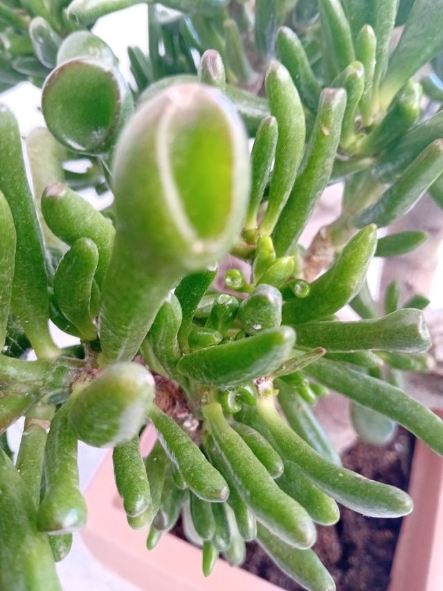 Talee radicanti o radicate