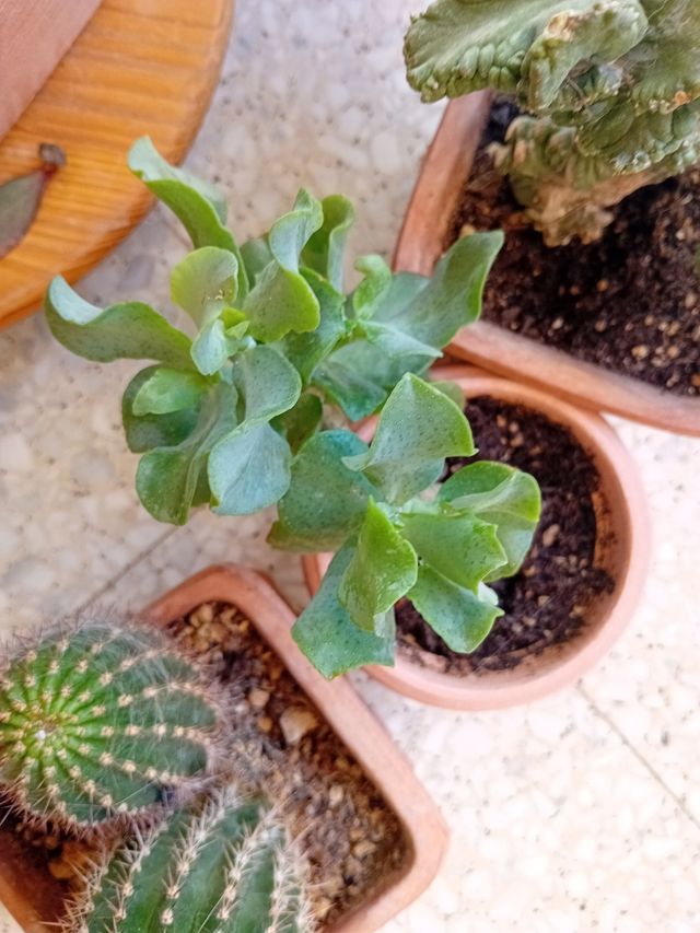 Talee radicanti o radicate