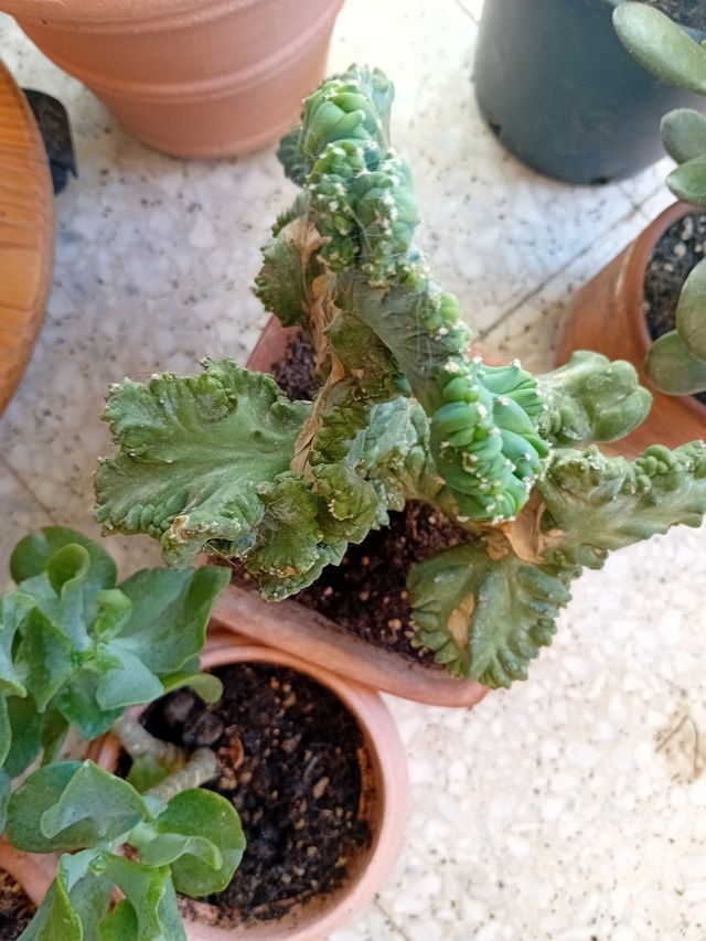 Talee radicanti o radicate