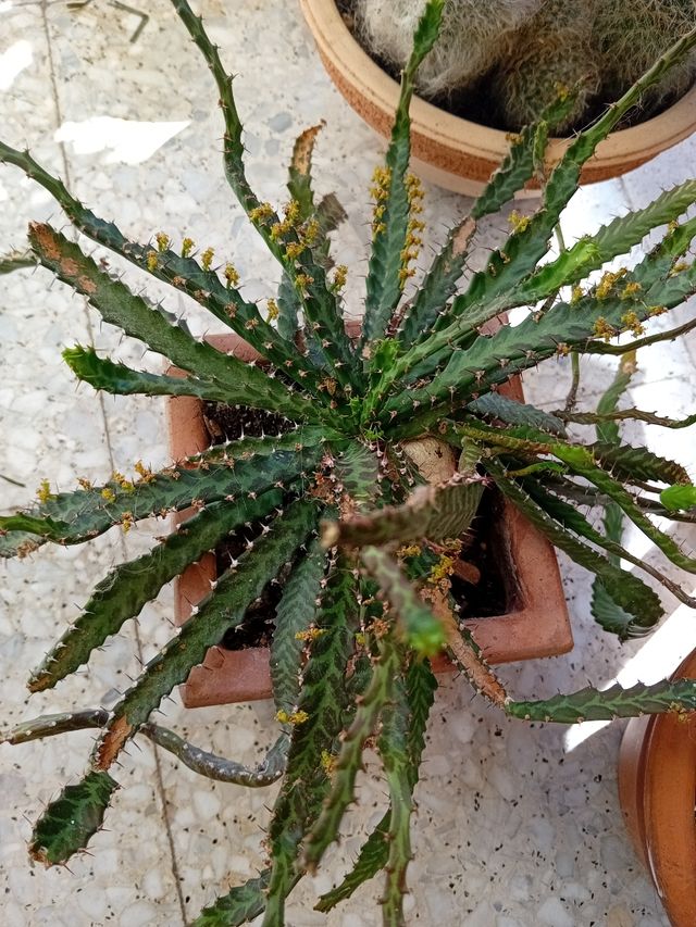 Talee radicanti o radicate