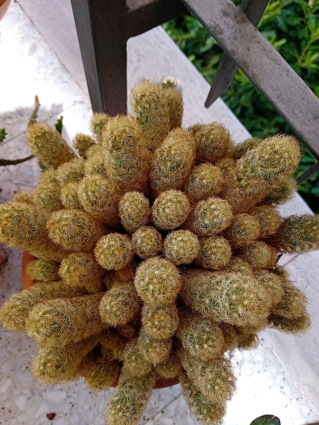 Talee radicanti o radicate