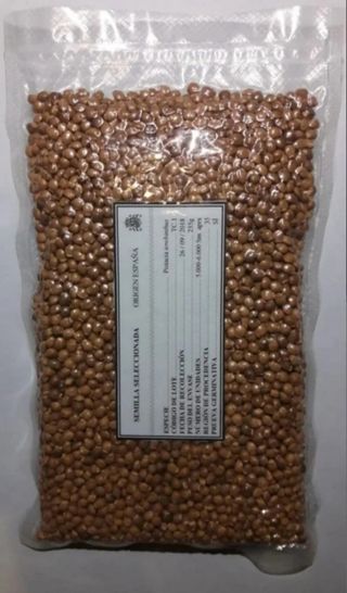 SEMILLAS CORNICABRA PISTACIA TEREBINTHUS