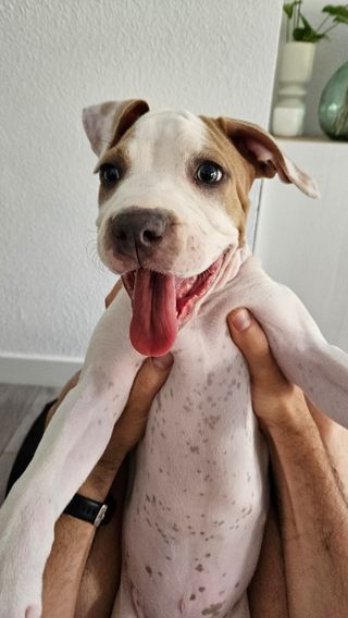 CUIDADORA DE MASCOTAS/CUIDADO ANIMALES.