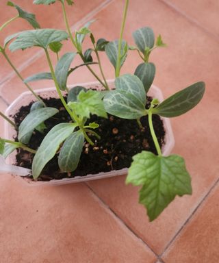 Spugna vegetale per piante Lufa.