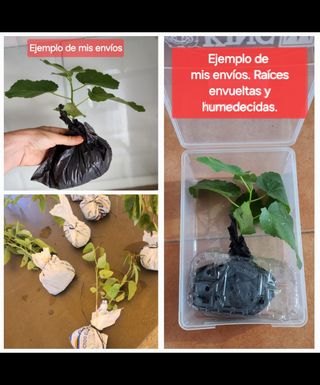 Spugna vegetale per piante Lufa.
