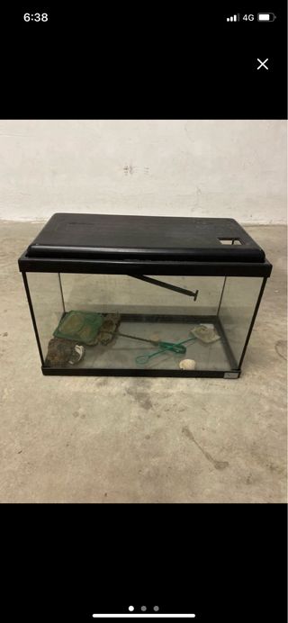 Peceras peces