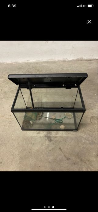 Peceras peces