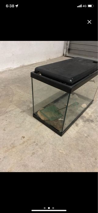 Peceras peces