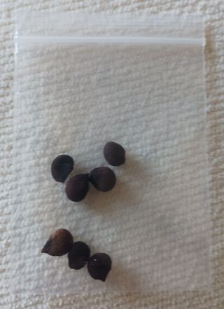 Semi selezionati di Chorisia Speciosa. 7 pz