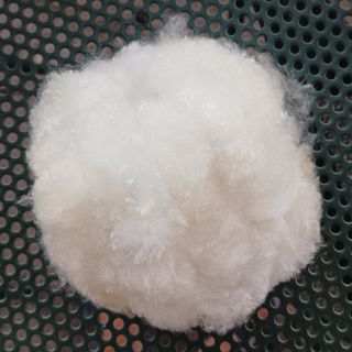 Semi selezionati di Chorisia Speciosa. 7 pz