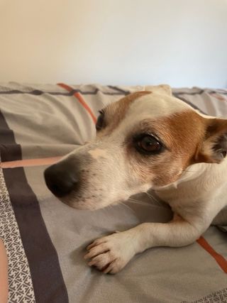 Cuidadora de perros