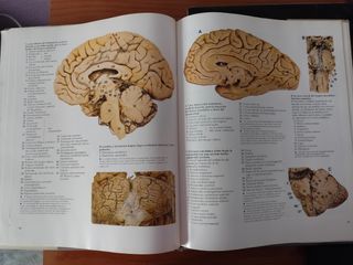 Gran atlas de anatomía humana 