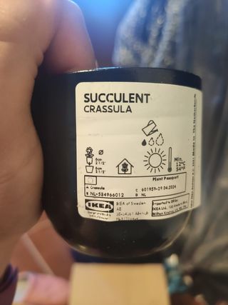 35 Vasetti piantine ideali per bomboniere 