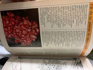 Enciclopedia fiori , piante e giardini