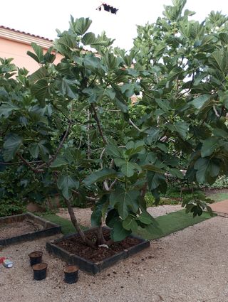 Higuera gota de miel