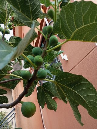 Higuera gota de miel