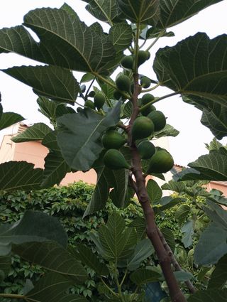 Higuera gota de miel
