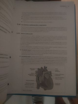 Curso Maestro Educación física