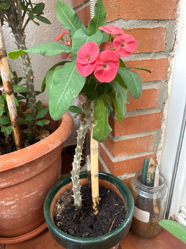 Plantas espinas de cristo