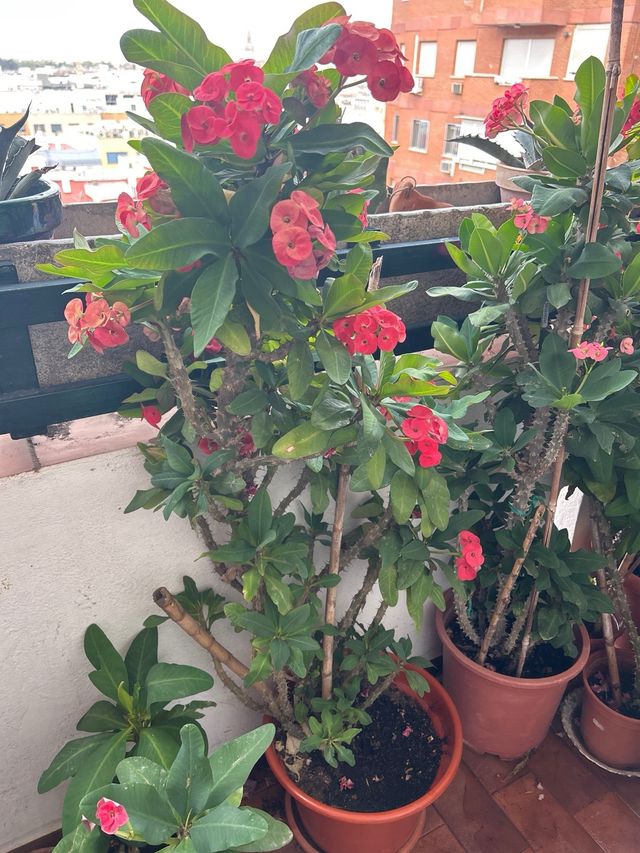 Plantas espinas de cristo