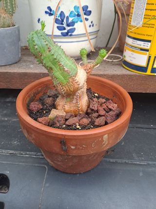 Planta cactus