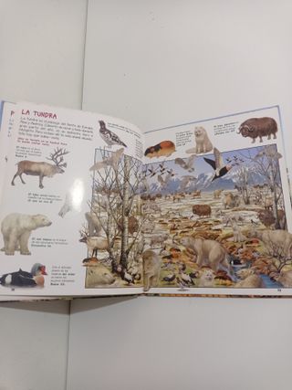 Libro Busca los animales de la selva