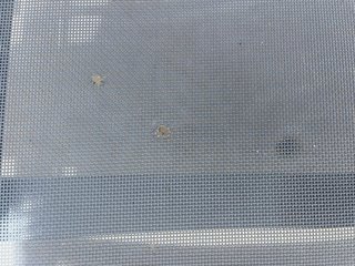 4 tumbonas jardin/piscina