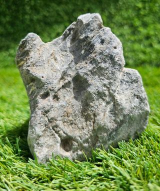 Roca Seiryu acuarios