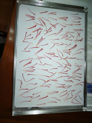zafferano in pistilli
