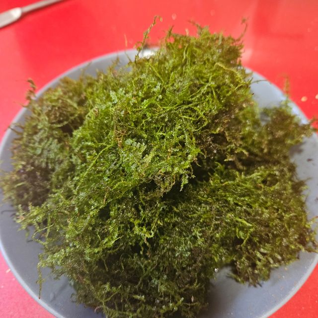 Musgo de java para acuarios