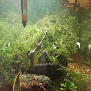 Musgo de java para acuarios