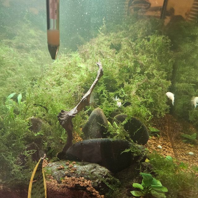 Musgo de java para acuarios