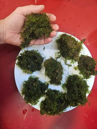 Musgo de java para acuarios