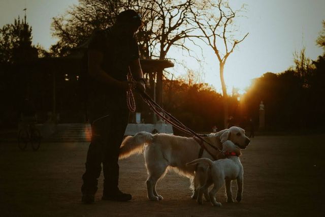 Paseador de perros Girona — paseos adaptados