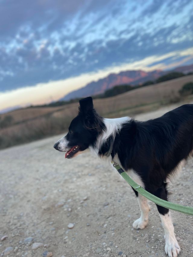 Paseador de perros Girona — paseos adaptados