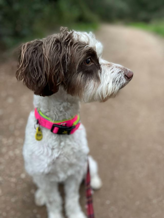 Paseador de perros Girona — paseos adaptados