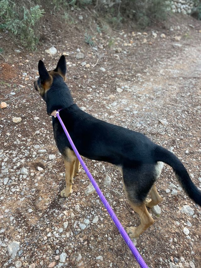 Paseador de perros Girona — paseos adaptados