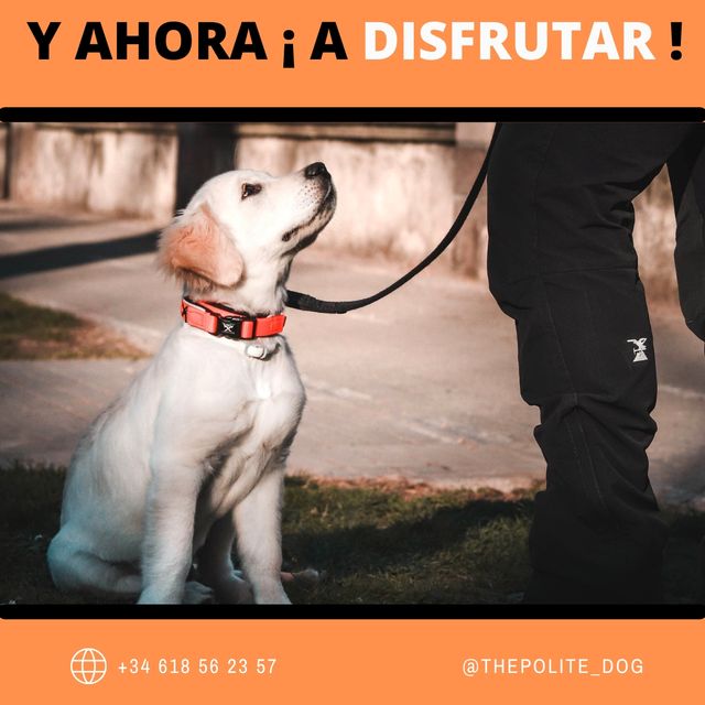 Paseador de perros Girona — paseos adaptados