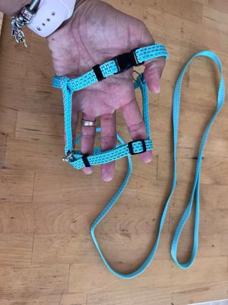 Arnés y correa gatos