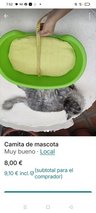 Camita gato