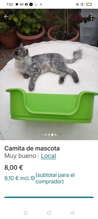 Camita gato